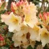 Rhododendron Horizon Monarch - Grand Rhododendron -Fleurs & Plantes Soldes Boutique rhododendron horizon monarch 80478 1