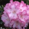 Rhododendron Lem's Monarch - Grand Rhododendron -Fleurs & Plantes Soldes Boutique rhododendron lems monarch 80480 1