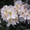 Rhododendron Madame Masson - Grand Rhododendron -Fleurs & Plantes Soldes Boutique rhododendron madame masson 781744 1
