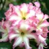 Rhododendron Melrose Flash - Grand Rhododendron 1 Rhododendron Melrose Flash - Grand Rhododendron -Fleurs & Plantes Soldes Boutique rhododendron melrose flash 781743 1