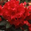 Rhododendron Melville - Grand Rhododendron -Fleurs & Plantes Soldes Boutique rhododendron melville 781746 1