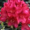 Rhododendron Nova Zembla - Grand Rhododendron -Fleurs & Plantes Soldes Boutique rhododendron nova zembla 781747 1
