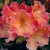 Rhododendron Olga - Grand Rhododendron 1 Rhododendron Olga - Grand Rhododendron -Fleurs & Plantes Soldes Boutique rhododendron olga 781745 1