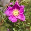 Rosier Botanique - Rosa Nitida -Fleurs & Plantes Soldes Boutique rosa nitida 835882 1