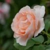 Rosier Grimpant Belle De Londres (Compassion) -Fleurs & Plantes Soldes Boutique rosier Belle de londres 66509 1