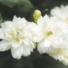 Rosier De Banks Alba Plena - Rosa Banksiae 2 Rosier De Banks Alba Plena - Rosa Banksiae -Fleurs & Plantes Soldes Boutique rosier banks alba plena 771405 1