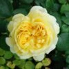 Rosier David Austin Charles Darwin -Fleurs & Plantes Soldes Boutique rosier charles darwin 66520 1