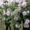 Rosier Ancien Cornelia 2 Rosier Ancien Cornelia -Fleurs & Plantes Soldes Boutique rosier cornelia 771537 1