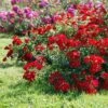 Rosier Couvre-sol Rouge Cascade 1 Rosier Couvre-sol Rouge Cascade -Fleurs & Plantes Soldes Boutique rosier couvre sol rouge cascade en racines nues 85820 1