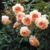 Rosier David Austin A Shropshire Lad -Fleurs & Plantes Soldes Boutique rosier david austin a shropshire lad 665312 1