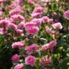 Rosier David Austin Gertrude Jekyll -Fleurs & Plantes Soldes Boutique rosier david austin gertrude jekyll 665072