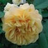 Rosier Ancien Fragrant Old Yellow 2 Rosier Ancien Fragrant Old Yellow -Fleurs & Plantes Soldes Boutique rosier fragant old yellow 771501 1