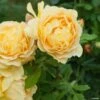 Rosier David Austin Golden Celebration 2 Rosier David Austin Golden Celebration -Fleurs & Plantes Soldes Boutique rosier golden celebration 66521 1