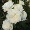 Rosier Grimpant Alaska -Fleurs & Plantes Soldes Boutique rosier grimpant alaska 15617 1