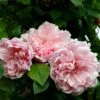 Rosier Grimpant Albertine -Fleurs & Plantes Soldes Boutique rosier grimpant albertine 665082 1