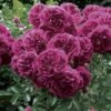 Rosier Grimpant Crimson Shower -Fleurs & Plantes Soldes Boutique rosier grimpant crimson shower 659822 1