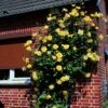Rosier Grimpant Golden Showers -Fleurs & Plantes Soldes Boutique rosier grimpant golden showers 169952 1