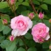 Rosier Grimpant Mini Eden Rose -Fleurs & Plantes Soldes Boutique rosier grimpant mini eden rose 657872 1