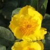Rosier Nain Lemon Fizz -Fleurs & Plantes Soldes Boutique rosier nain lemon fizz 855882 1