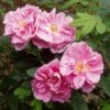 Rosier Rugosa Thérèse Bugnet -Fleurs & Plantes Soldes Boutique rosier rugosa therese bugnet 169922 1