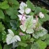 Rubus Microphyllus Variegatus - Ronce D'ornement Panachée -Fleurs & Plantes Soldes Boutique rubus microphyllus variegatus v 19364 1