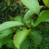 Salix Fargesii - Saule De Farges -Fleurs & Plantes Soldes Boutique salix fargesii 86438 1