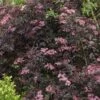 Sureau Noir - Sambucus Nigra Black Beauty (Gerda) -Fleurs & Plantes Soldes Boutique sambucus nigra black beauty gerda 7870 3