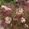 Sambucus Nigra Serenade - Sureau Noir -Fleurs & Plantes Soldes Boutique sambucus nigra serenade 84312 1