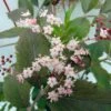 Sambucus Nigra Thundercloud - Sureau Noir -Fleurs & Plantes Soldes Boutique sambucus nigra thundercloud sureau noir 84313 1
