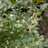 Sarcococca Hookeriana -Fleurs & Plantes Soldes Boutique sarcococcas hookeriana type 7816000 1
