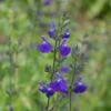 Sauge Arbustive Victoria Blue 1 Sauge Arbustive Victoria Blue -Fleurs & Plantes Soldes Boutique sauge arbustive victoria blue 84992 1