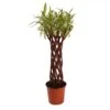 Saule à Bois Brun Tressé - Forme Colonne 2 Saule à Bois Brun Tressé - Forme Colonne -Fleurs & Plantes Soldes Boutique saule a bois brun tresse forme colonne 86474 1