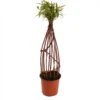 Saule à Bois Brun Tressé - Forme Hélice 1 Saule à Bois Brun Tressé - Forme Hélice -Fleurs & Plantes Soldes Boutique saule a bois brun tresse forme helice 86476 1