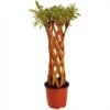 Saule à Bois Jaune Tressé - Forme Colonne -Fleurs & Plantes Soldes Boutique saule a bois jaune tresse forme colonne 86472 1