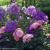 Duo Quartz Et Améthyste -Fleurs & Plantes Soldes Boutique sc ne phlox paniculata the king rosier berleburg