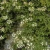 Schizophragma Hydrangeoïdes -Fleurs & Plantes Soldes Boutique schizophragma hydrangeoide 771530 1