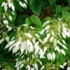 Schizophragma Integrifolia - Hydrangée à Feuilles Entières 2 Schizophragma Integrifolia - Hydrangée à Feuilles Entières -Fleurs & Plantes Soldes Boutique schizophragma integrifolia 67800 1
