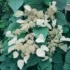 Schizophragma Hydrangeoides Moonlight -Fleurs & Plantes Soldes Boutique schizophragma moonlight 771567 1