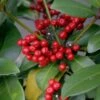 Skimmia Japonica Veitchii -Fleurs & Plantes Soldes Boutique skimmia japonica veitchii ld tonyrodd 7845 1