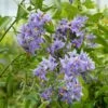 Solanum Crispum Glasnevin -Fleurs & Plantes Soldes Boutique solanum crispum glasnevin 80051 3