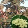 Sorbus Scalaris - Sorbier à Feuilles De Fougère -Fleurs & Plantes Soldes Boutique sorbus scalaris IF 17291 1