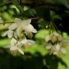 Styrax Japonica - Styrax Japonais 2 Styrax Japonica - Styrax Japonais -Fleurs & Plantes Soldes Boutique styrax japonica 74160 6