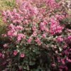 Symphorine, Symphoricarpos Doorenbosii Magical Candy 1 Symphorine, Symphoricarpos Doorenbosii Magical Candy -Fleurs & Plantes Soldes Boutique symphoricarpos doorenbosii magical candy 7970 6