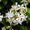 Jasmin étoilé - Trachelospermum Jasminoïdes Star Of Venice 1 Jasmin étoilé - Trachelospermum Jasminoïdes Star Of Venice -Fleurs & Plantes Soldes Boutique trachelospermum star of venice 100231 1