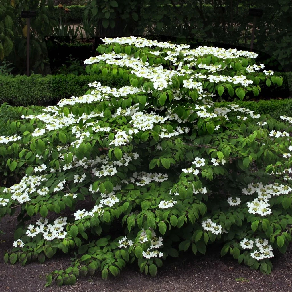 Viorne De Chine - Viburnum Plicatum Mariesii 3 Viorne De Chine - Viburnum Plicatum Mariesii