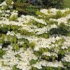 Viorne De Chine - Viburnum Plicatum Mariesii Great Star 2 Viorne De Chine - Viburnum Plicatum Mariesii Great Star -Fleurs & Plantes Soldes Boutique viburnum plicatum mariesii great star 7872 5