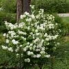 Viorne - Viburnum Plicatum Opening Day -Fleurs & Plantes Soldes Boutique viburnum plicatum opening day 87408 2
