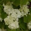 Viorne - Viburnum Plicatum Popcorn 1 Viorne - Viburnum Plicatum Popcorn -Fleurs & Plantes Soldes Boutique viburnum plicatum popcorn 7961 5
