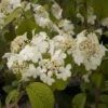 Viorne De Chine - Viburnum Plicatum Shasta 1 Viorne De Chine - Viburnum Plicatum Shasta -Fleurs & Plantes Soldes Boutique viburnum plicatum shasta 84383 1