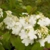 Viorne - Viburnum Plicatum Summer Snow Flake -Fleurs & Plantes Soldes Boutique viburnum plicatum summer snow flake 7518 1